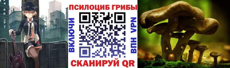купить   Терек  Галлюциногенные грибы мухоморы 